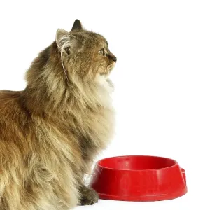 Tortoiseshell Persian Domestic Cat