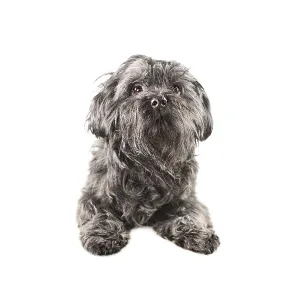 Toy dog. Black small dog - Bichon isolated on white