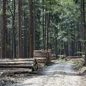 Track in spruce forest Tiefenbach
