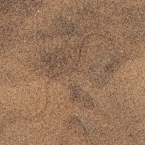 Tracks of a pygmy puff adder (Bitis peringueyi) in the sand
