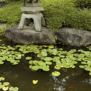 Traditional japanese garden, stone lantern and small pond with small red fishes