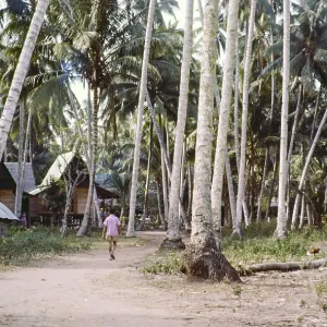 Traditional village houses in coconut palm trees