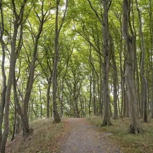Trail through the beech forest