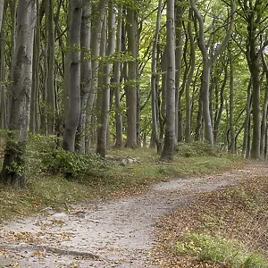 Trail through the beech forest