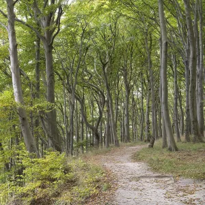 Trail through the beech forest