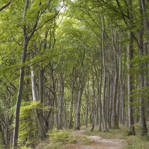 Trail through the beech forest