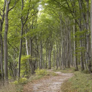 Trail through the beech forest