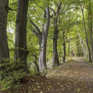 Trail through the beech forest