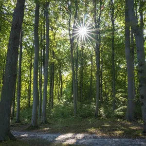 Trail through beech forest, backlight with sun star