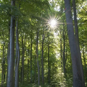 Trail through beech forest, backlight with sun star