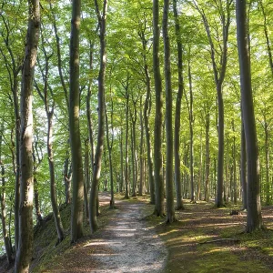 Trail through beech forest, Granitz Nature Reserve