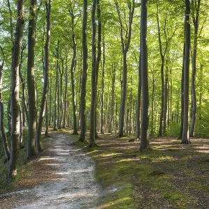 Trail through beech forest, Granitz Nature Reserve
