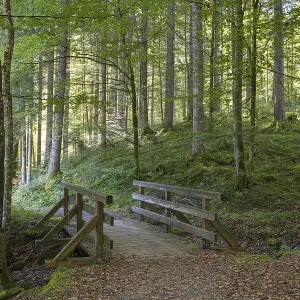 Trail with bridge, deciduous forest on Suttensee Trail with bridge, deciduous forest on Suttensee
