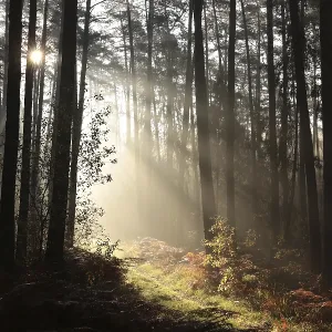 Trail through a coniferous forest during sunrise in foggy weather Trail through a coniferous forest during sunrise in foggy weather