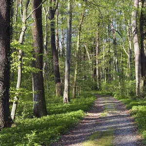 Trail through mixed deciduous forest in spring with beech Trail through mixed deciduous forest in spring with beech