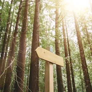 Trail through a Redwood Forest Print