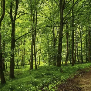 A trail snakes through a bright forest surrounded by trees A trail snakes through a bright forest surrounded by trees