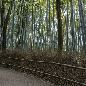Trail through tall bamboo forest with surrounding trees and thick greenery
