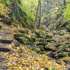 Wet Autumn Forest in Somsdorfer Gorge Print, Saxony, Germany Wet Autumn Forest in Somsdorfer Gorge Print, Saxony, Germany