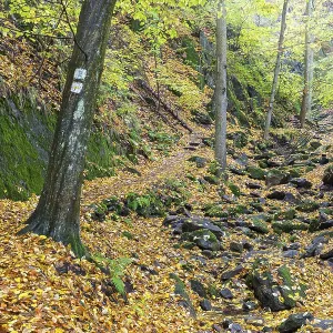Wet Autumn Forest in Somsdorfer Gorge Print Wet Autumn Forest in Somsdorfer Gorge Print