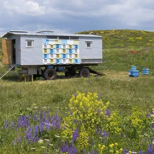 A trailer loaded with several beehives stands on a colourful flower meadow under a cloudy sky A trailer loaded with several beehives stands on a colourful flower meadow under a cloudy sky