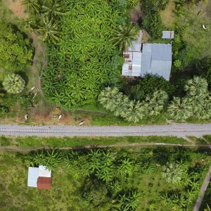 Train tracks with palms and cows next to it seen from above Train tracks with palms and cows next to it seen from above