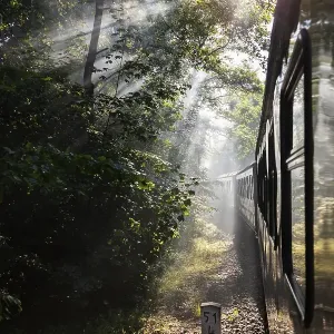 A train travels through a sun-drenched forest while rays of light shine through the trees