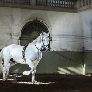 Training of a white Kladruber horse