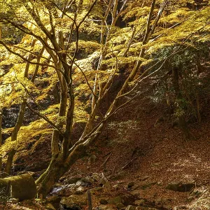 A tranquil autumn forest with yellow leaves and big trees