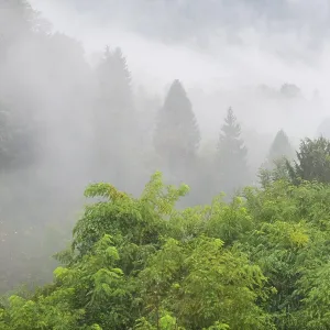 Un bosque montañoso tranquilo cubierto en una capa suave de niebla. Un bosque montañoso tranquilo cubierto en una capa suave de niebla.