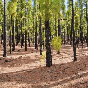 Tranquil Pine Forest Print: El Tanque, Tenerife Tranquil Pine Forest Print: El Tanque, Tenerife