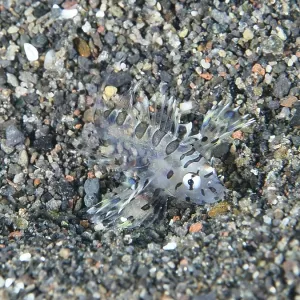 Transparent fish, zebra lionfish (Dendrochirus zebra) juvenile Transparent fish, zebra lionfish (Dendrochirus zebra) juvenile