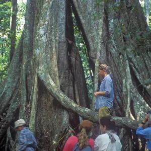 Travel group in front of giant trees in Tambopata National Park in the Amazon Basin Travel group in front of giant trees in Tambopata National Park in the Amazon Basin