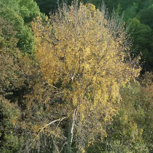 Tree in autumn colours