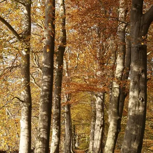 Tree avenue in autumn, Stikelkamper Wald