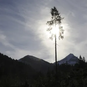 Tree, backlight, light, sun, larch