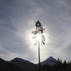 Tree, backlight, light, sun, larch