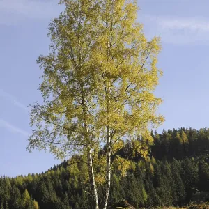 Tree, birch, Wimmertal, Gerlos