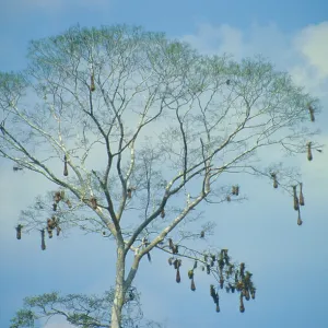Tree with bird nests on Rio Tambopata Tree with bird nests on Rio Tambopata