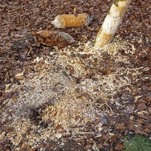 Tree bit by beaver, tree trunk parts near Spechthausen