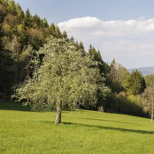 A tree with blossoms stands in a vast green meadow