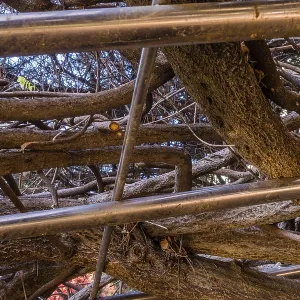 Tree branches densely interwoven with a metal pergola