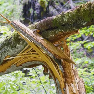 A tree with broken branches in a green forest conveys a peaceful natural scene