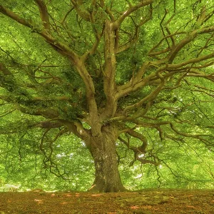 A tree with an expansive canopy of green leaves