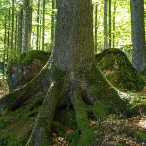 Tree with exposed roots embracing moss-covered rocks in the forest Tree with exposed roots embracing moss-covered rocks in the forest