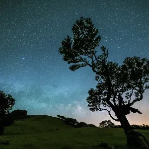 Tree in Fanal Forest, Blue Milky Way and Starry Sky at Night Tree in Fanal Forest, Blue Milky Way and Starry Sky at Night