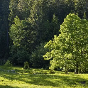 Tree and forest in the evening light