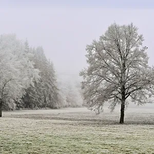 Tree and forest in hoarfrost, Schlatt