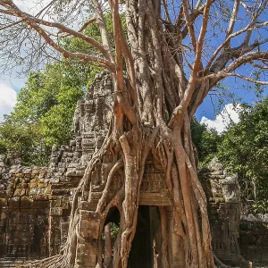 Tree growing on a temple entrance in the Angkor complex in Cambodia Tree growing on a temple entrance in the Angkor complex in Cambodia