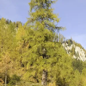 Tree, larch, larch, Wimmertal, Gerlos